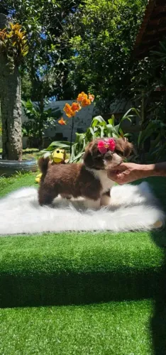 Shih Tzu Quem levar, leva o prêmio principal da festa
