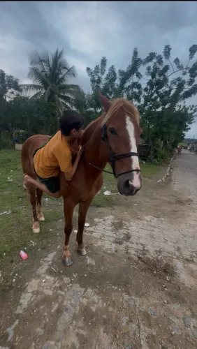 Cavalo baixeiro muito manso! E muito bom de arreio.