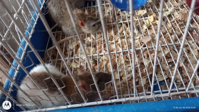 Rato Twister bicolor 