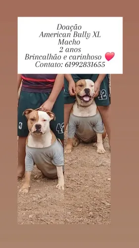 Doação casal de american bully