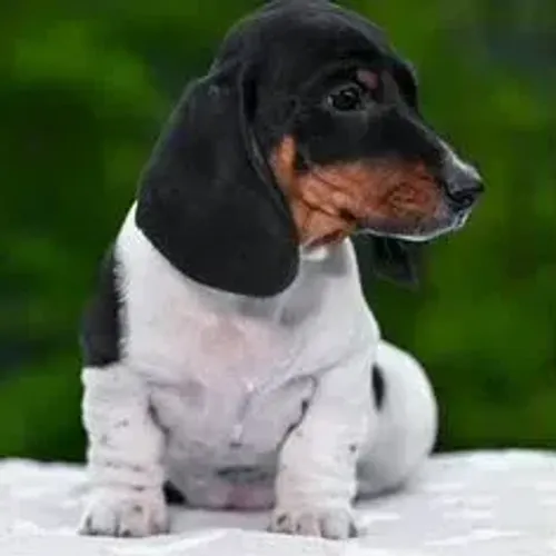 Dachshund,Dachshund Filhote Saudável Excelente Companhia