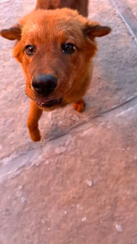 Chow chow