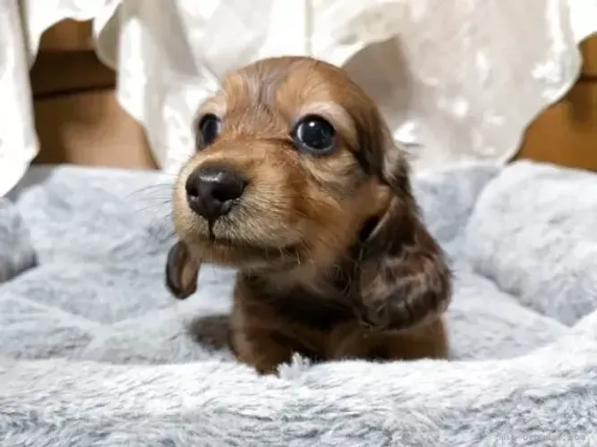 Filhote de cachorro puro: Teckel/Dachshund/Salsicha/Salsichinha/Basset/Cofap - Pelo longo