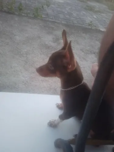 Cachorro pinscher