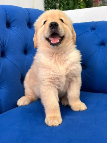 golden retriever disponivel