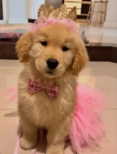 Bebezinho golden retriever saudável e dócil com garantia procedência