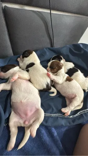 Ninhada Shih Tzu - Disponível!