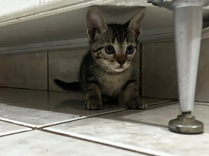GATINHOS PARA DOAÇÃO !!!!