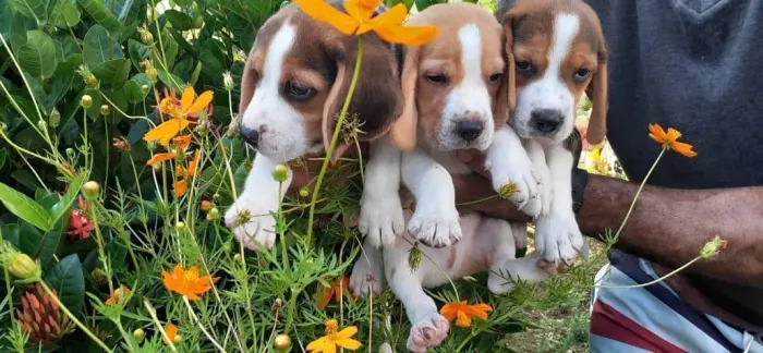 Beagle 13 polegadas com pedigree disponível para venda