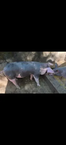 Suínos Pietran / macho Castrado 
