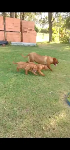 Dogue de Bordeaux