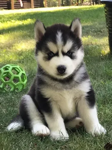 Filhote de Husky Siberiano De Beleza Marcante e Muito Carisma