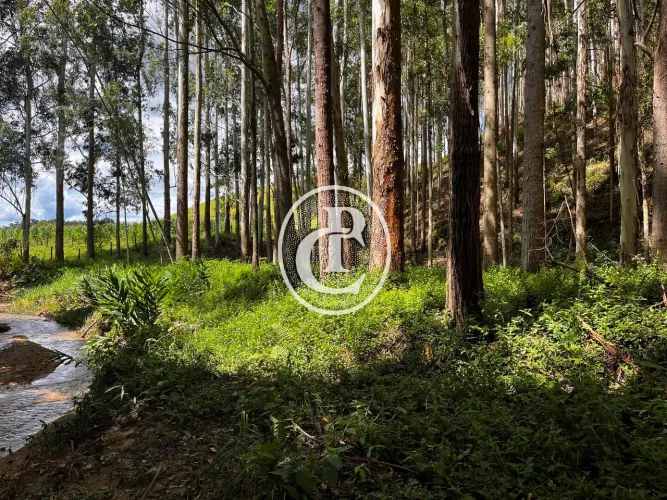 Sítio Produtivo com 7,5 ha de Eucalipto Pronto para Corte em São Luiz