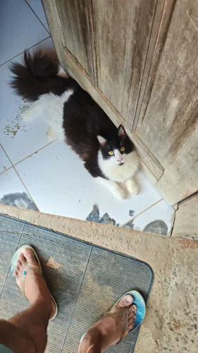 Doa-Se Gatos Urgentemente 