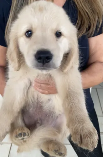 Golden retriever filhote (macho)