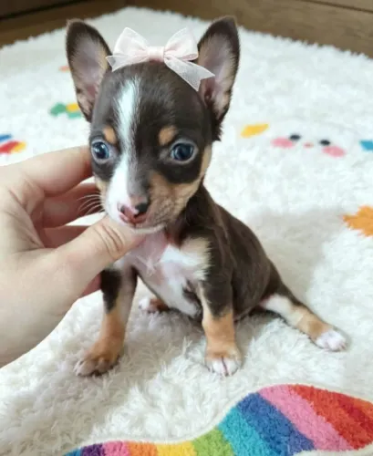 Pinscher pequena cheia de amor