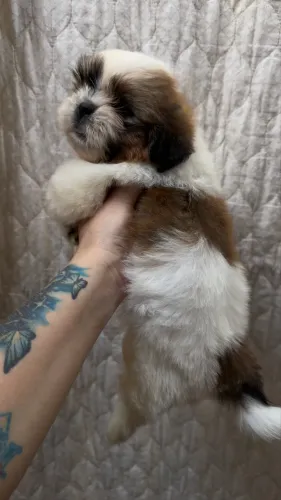 Filhote Shih Tzu macho