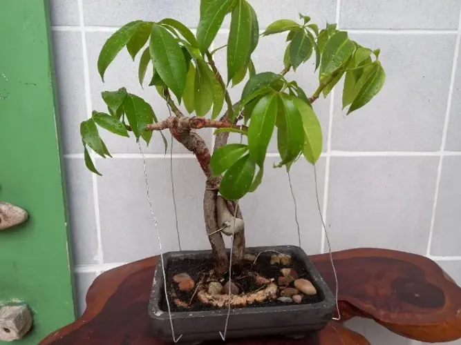 Bonsai 14 anos "Munguba" ( Pachira aquatica).