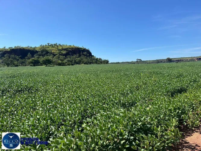 Fazenda à Venda em Novo Acordo - TO | 4.446 Hectares