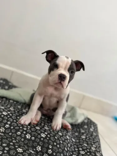 American Bully Pocket Fêmea Filhote