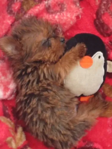 Filhote de Yorkshire Terrier porte pequeno