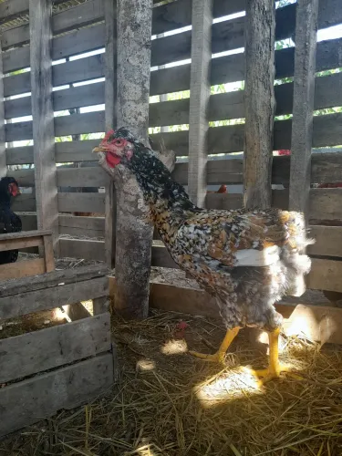 Ovos Férteis Galinha Balão genética e morfologia reconhecida