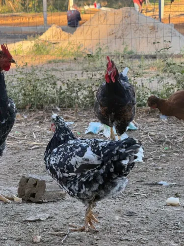 GSB Frango