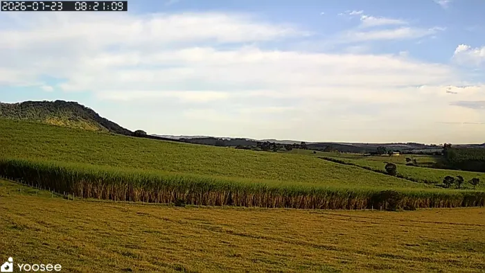 Capiaçu para silagem, trato verde ou mudas - 2 hectares