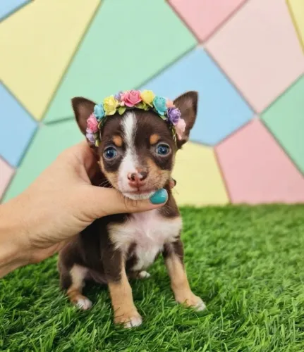 Pinscher cheia de carinho