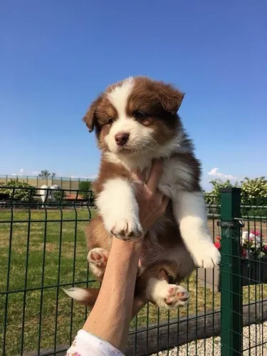 Border Collie - Cachorrinho Que Merece Uma Olhada Com Carinho