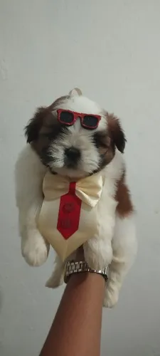 Shitzu macho 