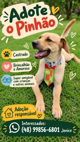 Cãozinho resgatado do abandono para adoção.