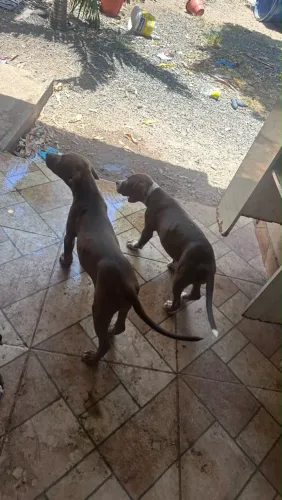 Filhotes de pitbull