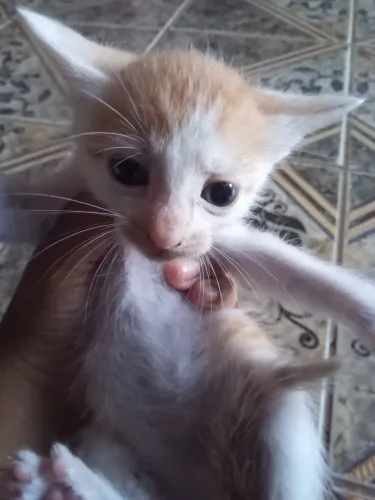 Doação de gatos