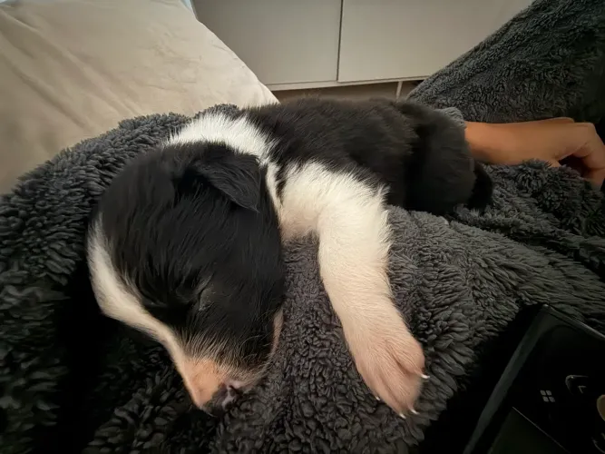 Filhote de Border Collie 