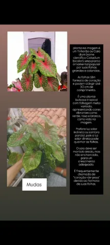 Planta Coração de Jesus 