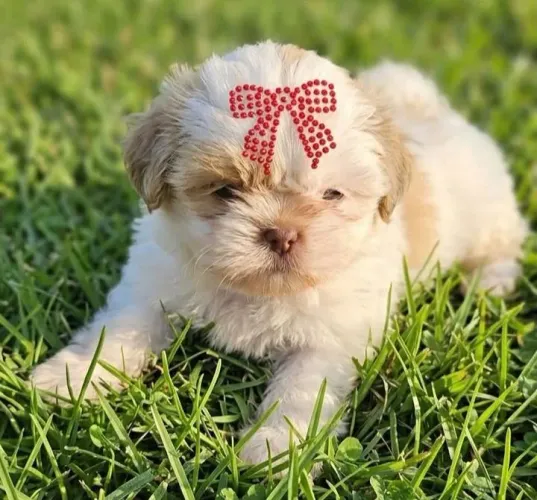 Shih tzus minis vacinados puros