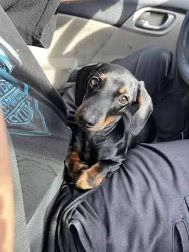 Filhotes De Teckel (Salsicha, Basset) Esperando Por Você