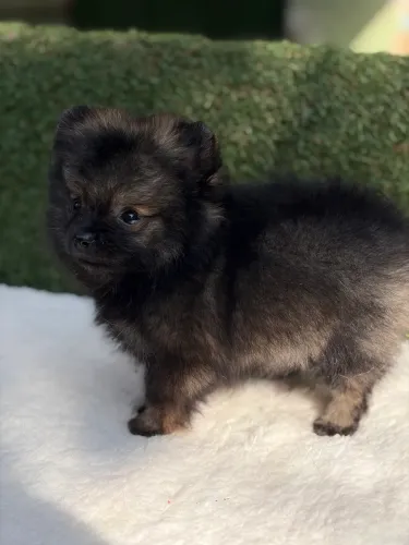 Lulu da pomerania