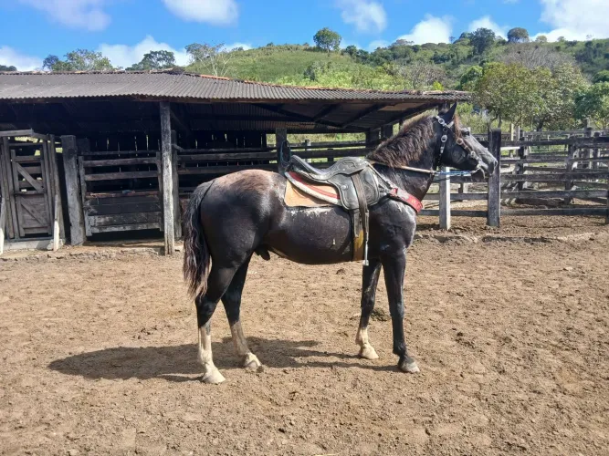 Cavalo