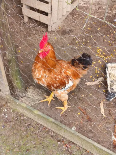 Vendo frango e franguinhos