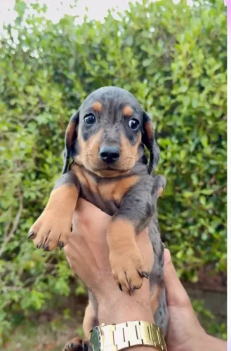 Filhote Macho de Dachshund Mini Arlequim