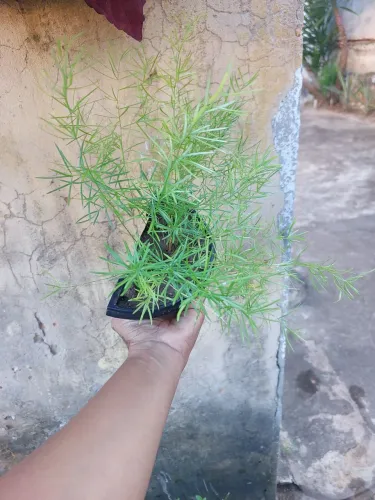 Planta Aspargo Alfinete