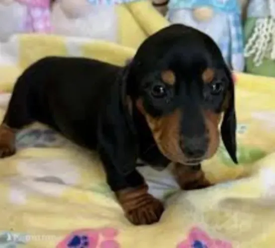 Basset Dachshund Filhotes Patinhas Curtinhas. 