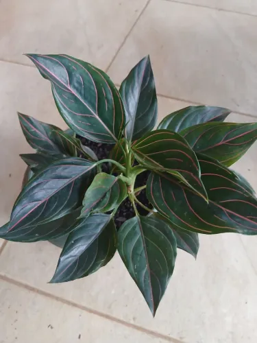 Planta