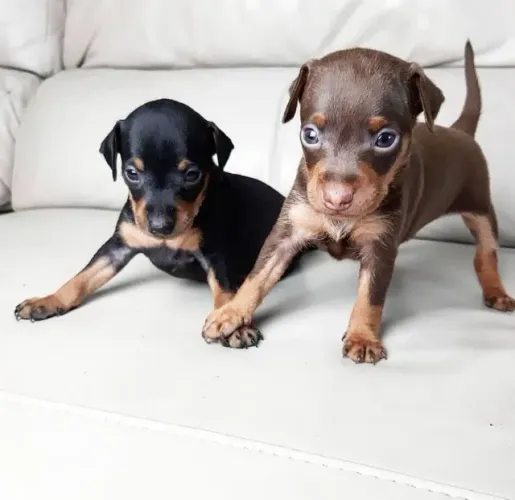 Pinscher Miniatura: Saudavel, esperto e super dócil