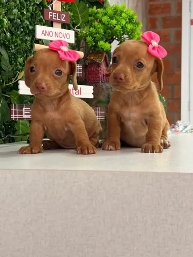 dachshund com 50 dias