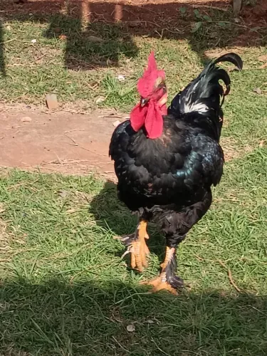 Vendo galo