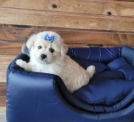 Poodles