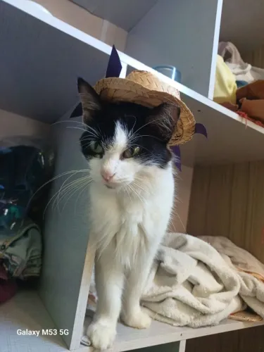 Gatinha castrada para adoção responsável